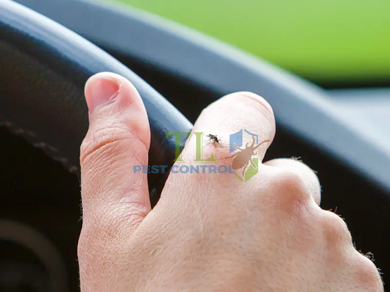 cách đuổi muỗi trong xe ô tô