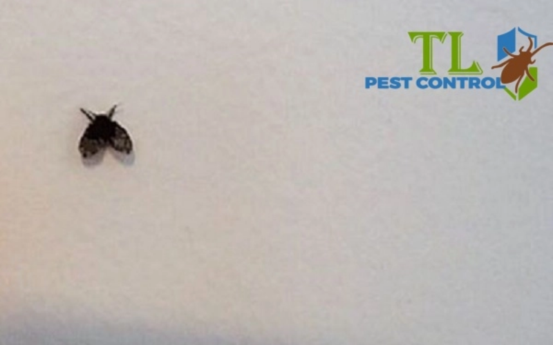 Nguyên nhân khiến bồ hóng xuất hiện trên bóng đèn