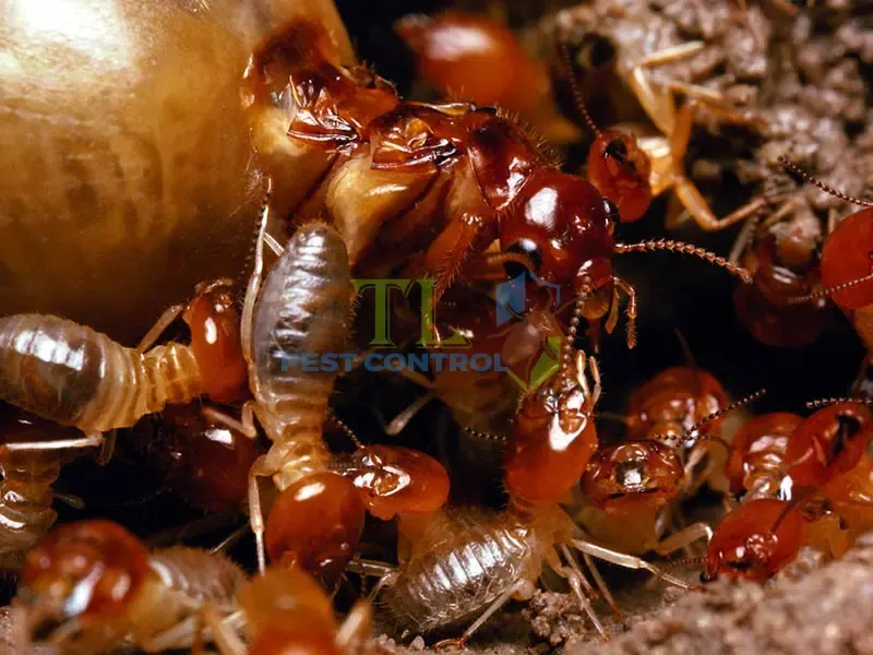 Hậu quả của mối gây ra