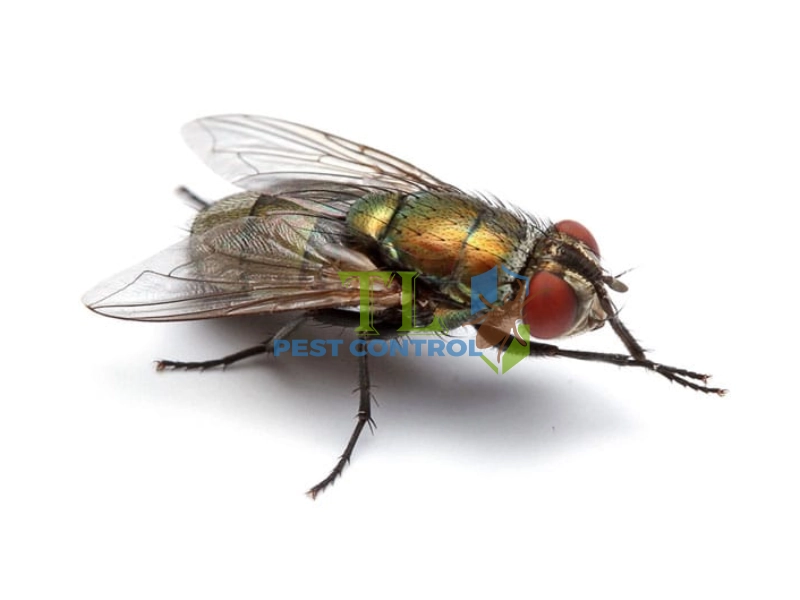 cách diệt ruồi trâu cách diệt ruồi trâu