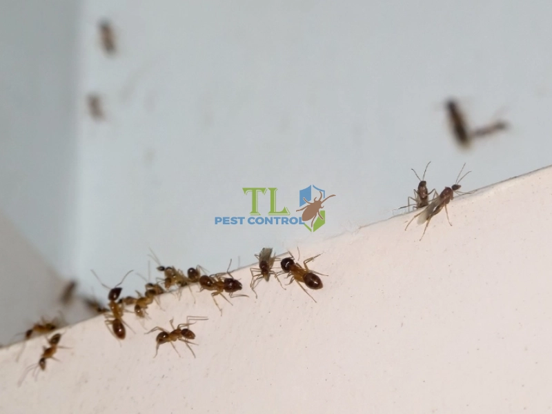 Ưu và nhược điểm của phương pháp đuổi kiến bằng mùi hương Ưu và nhược điểm của phương pháp đuổi kiến bằng mùi hương