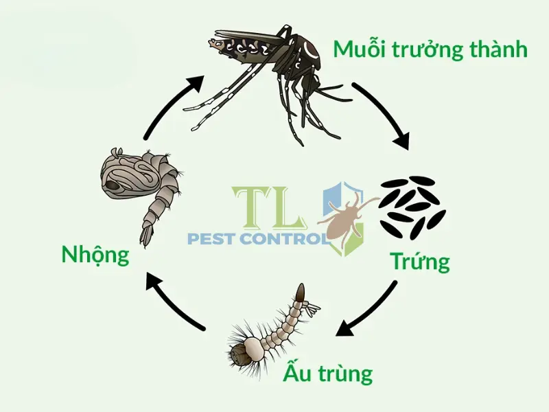 diệt muỗi ở giai đoạn nào là hiệu quả nhất
