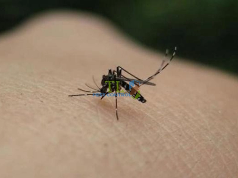 cách đuổi muỗi cho gà