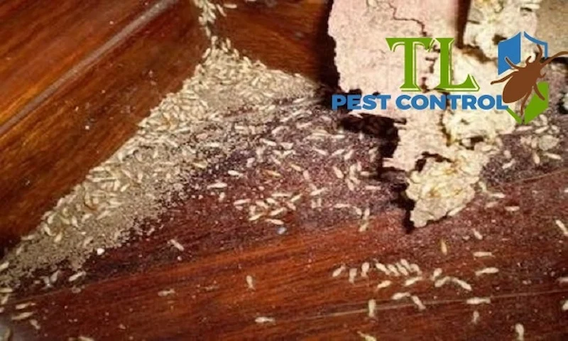 gỗ công nghiệp có bị mối mọt không gỗ công nghiệp có bị mối mọt không