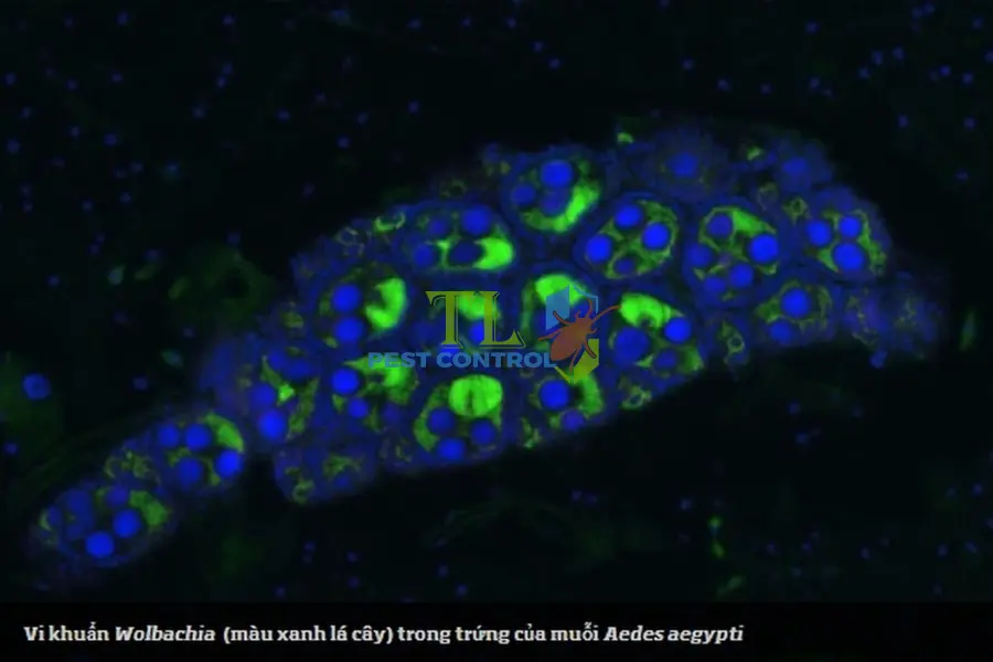 Công Nghệ Diệt Muỗi Bằng Vi Khuẩn Wolbachia Tiên Tiến, Hiệu Quả