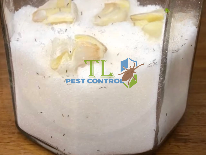 Các biện pháp phòng ngừa kiến xâm nhập đường tại nhà