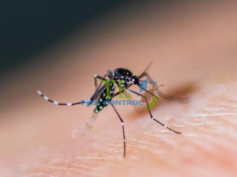 cách diệt muỗi dưới cống