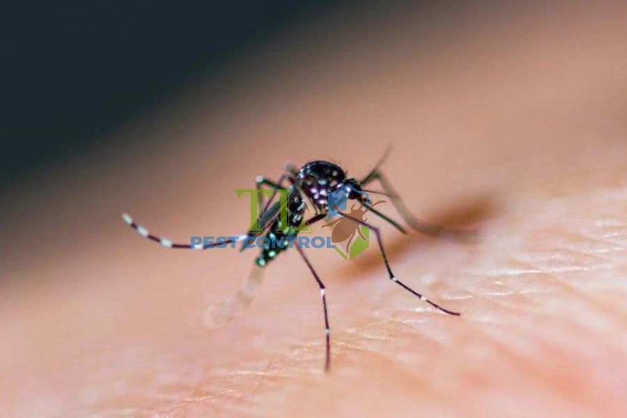 Cách Diệt Muỗi Dưới Cống Hiệu Quả Tận Gốc, An Toàn Cho Môi Trường