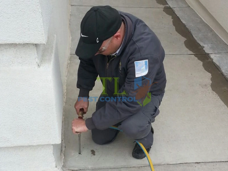 phương pháp diệt mối tận gốc
