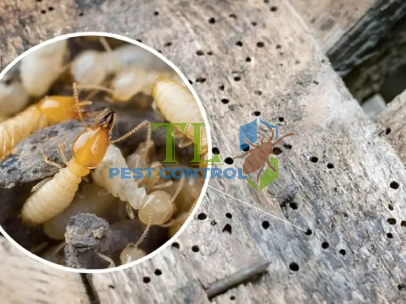 so sánh mồi diệt mối và thuốc phun mối