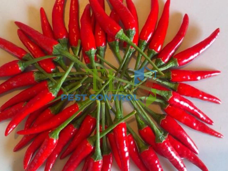 diệt mối tủ bếp