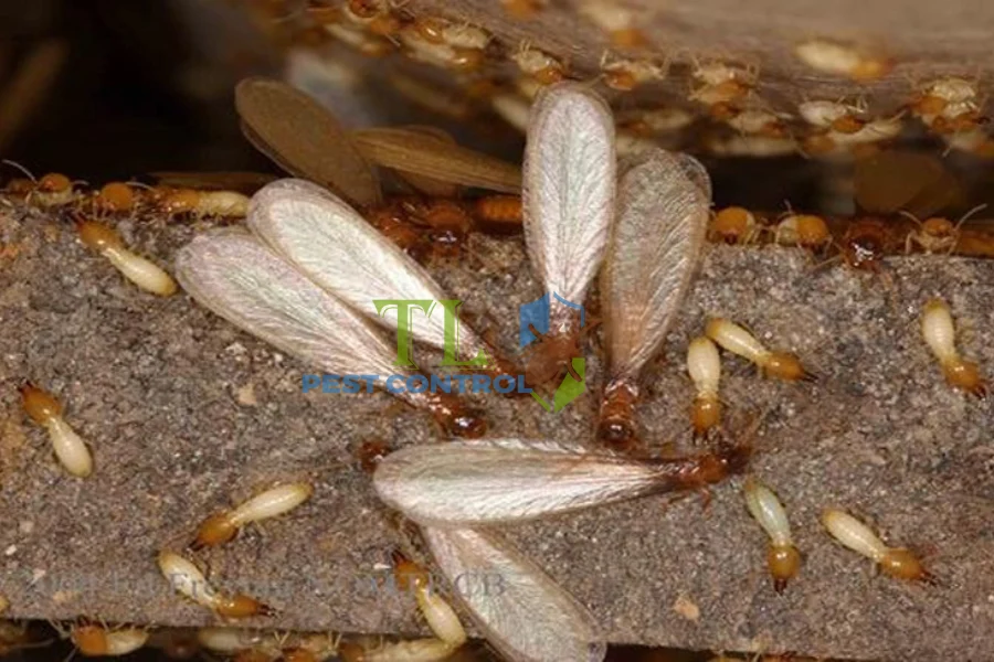 Nhà Có Mối Xông: Dấu Hiệu Nhận Biết, Tác Hại Và Cách Xử Lý Triệt Để