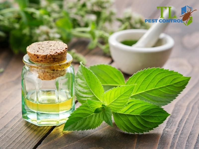 Tinh dầu bạc hà chống muỗi cho mẹ bầu