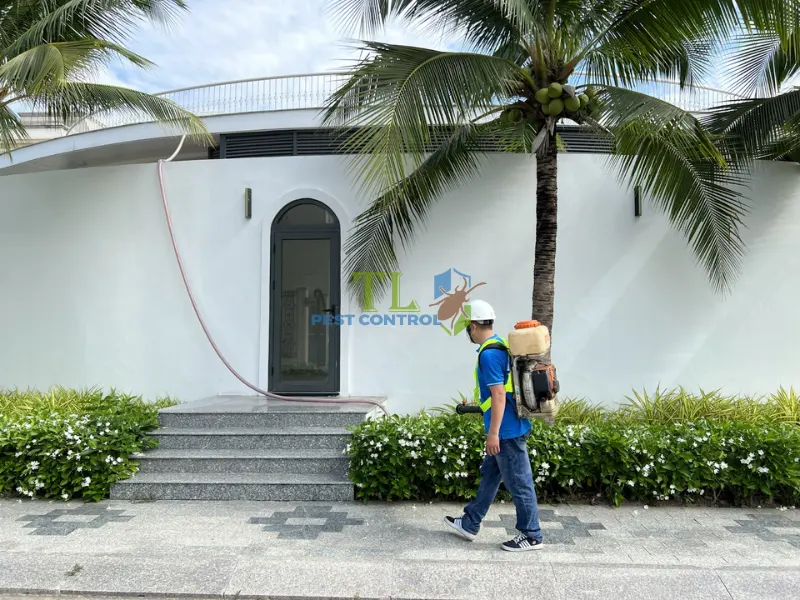 Giải pháp diệt mối chuyên nghiệp từ Trần Long