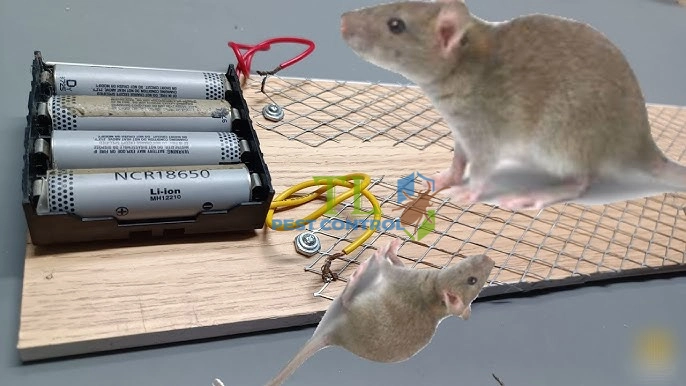 cách diệt chuột bằng điện
