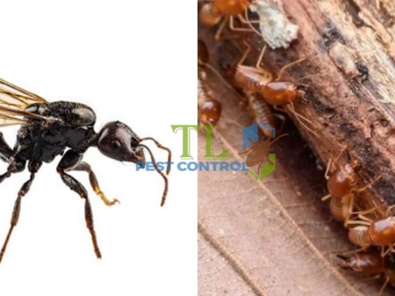 Giải pháp phòng ngừa sự tái xuất hiện của kiến cánh