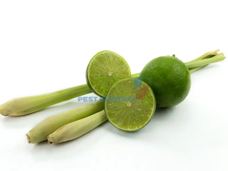 muỗi sợ mùi gì
