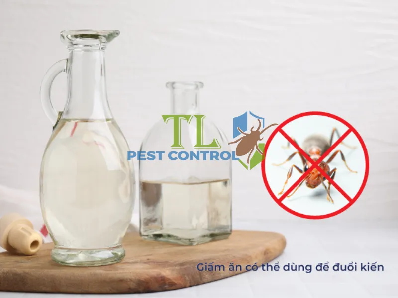 Giấm ăn có thể dùng để đuổi kiến hiệu quả