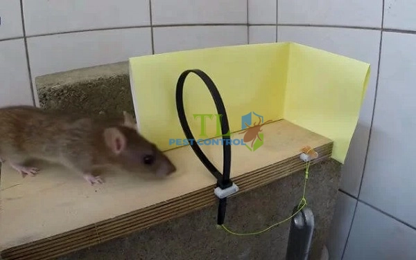 cách làm bẫy chuột không cần mồi
