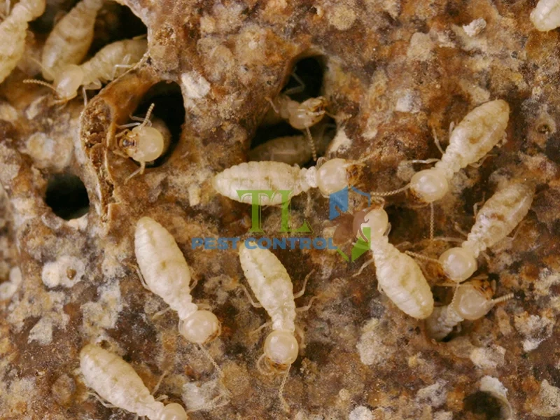 Diệt Mối Ghe Tàu