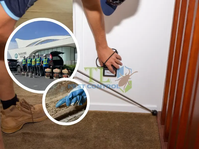  Quy trình diệt mối phường Phú Thuận tại Trần Long