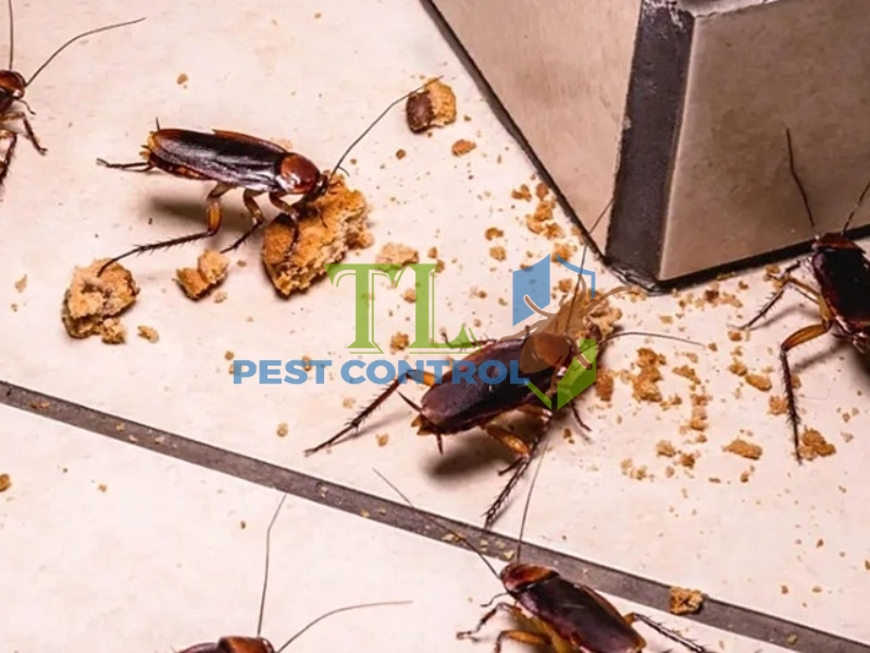 cách diệt gián đức