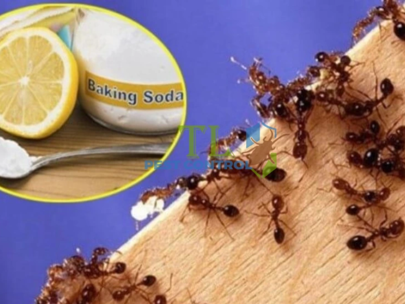 Diệt kiến bằng baking soda và đường