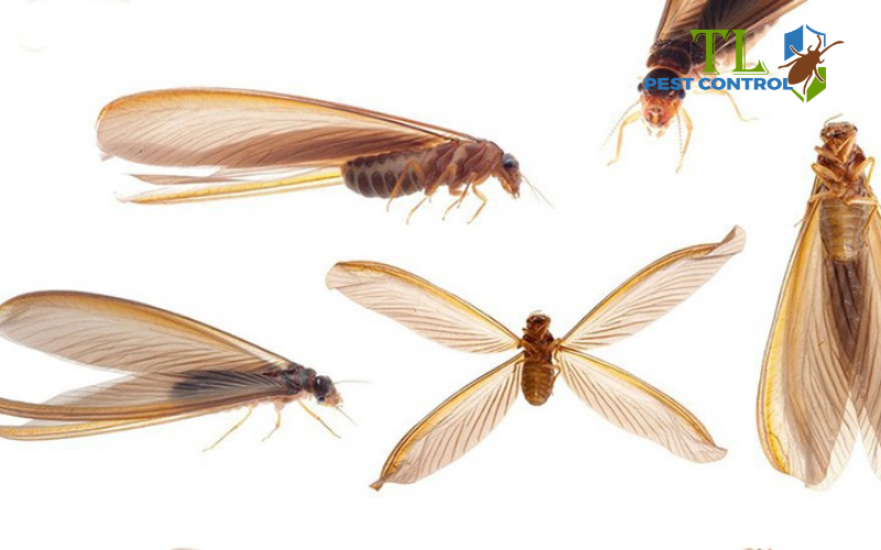 Phòng ngừa kiến cánh cắn và kiểm soát kiến cánh trong nhà