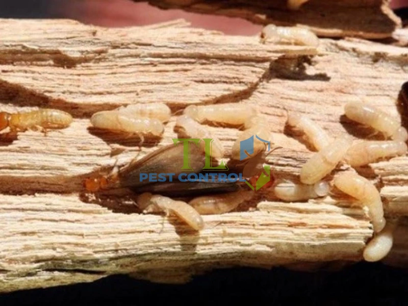 cấu trúc tổ mối cấu trúc tổ mối