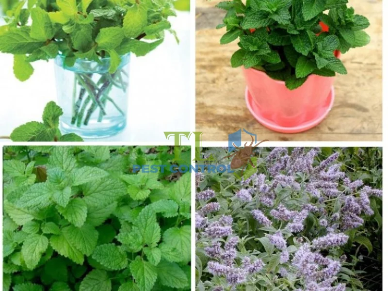 cách đuổi ruồi cho quán ăn cách đuổi ruồi cho quán ăn