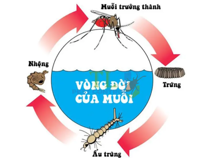 diệt lăng quăng bọ gậy để phòng ngừa muỗi