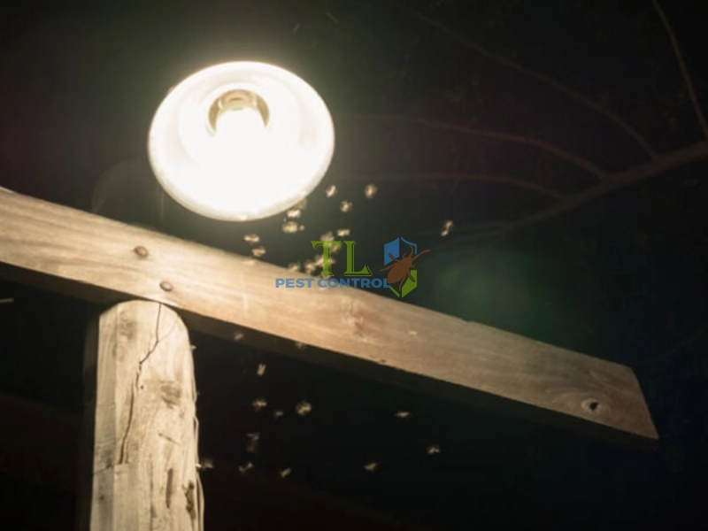 bẫy kiến ba khoang