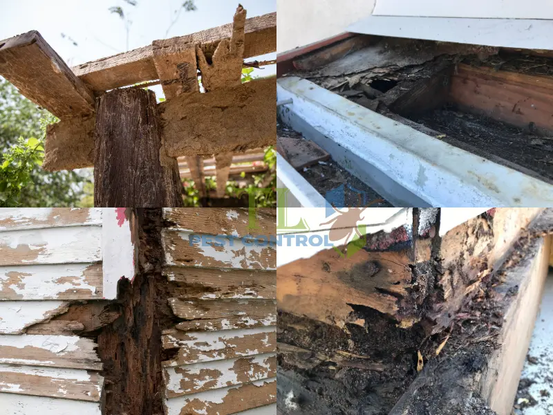 Tầm quan trọng của việc diệt mối tận gốc tại phường An Phú Đông