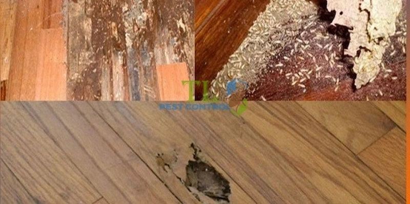 cách diệt mối trong tủ gỗ cách diệt mối trong tủ gỗ