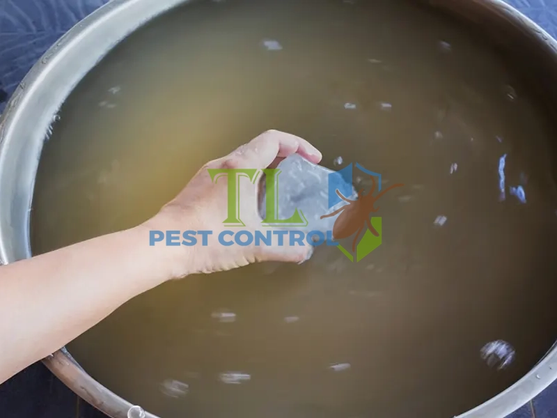 cách diệt gián đức tận gốc
