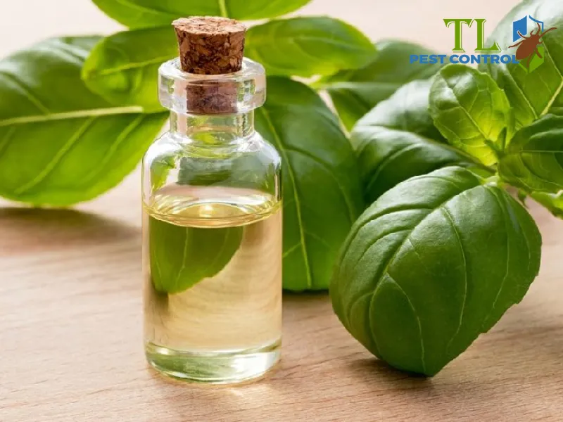 Đuổi muỗi bằng tinh dầu húng quế