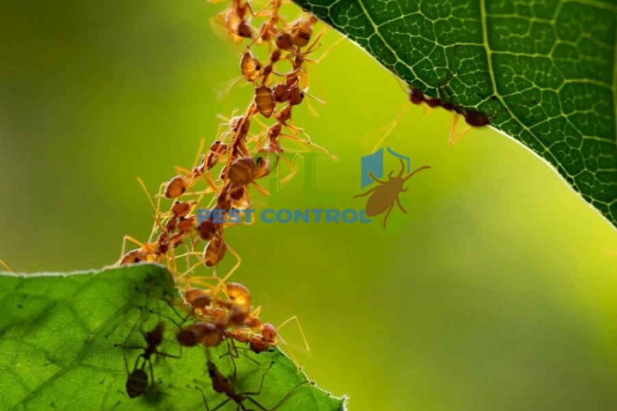 3 Cách Diệt Kiến Lửa Trong Đất Hiệu Quả, An Toàn Và Nhanh Chóng
