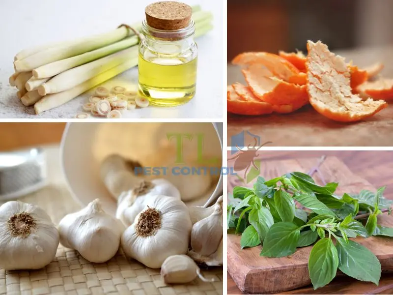 Diệt muỗi cho phòng bếp