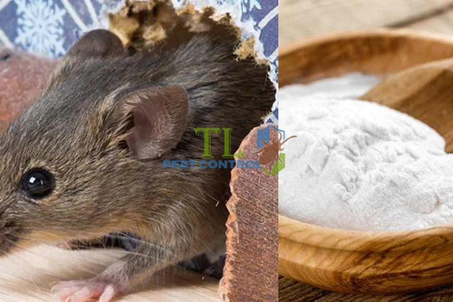 Các biện pháp ngăn chặn chuột cống lang xâm nhập và sinh sản