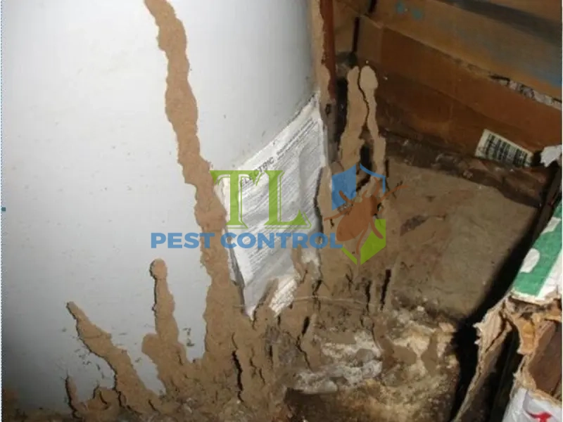 cách diệt mối ăn tường nhà