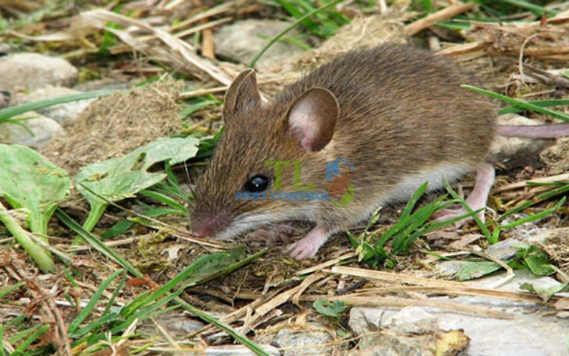 Các biện pháp phòng ngừa chuột quay trở lại dài lâu