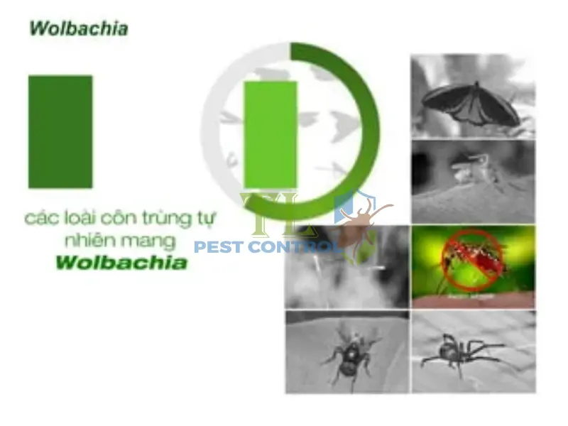 Công nghệ diệt muỗi bằng vi khuẩn Wolbachia