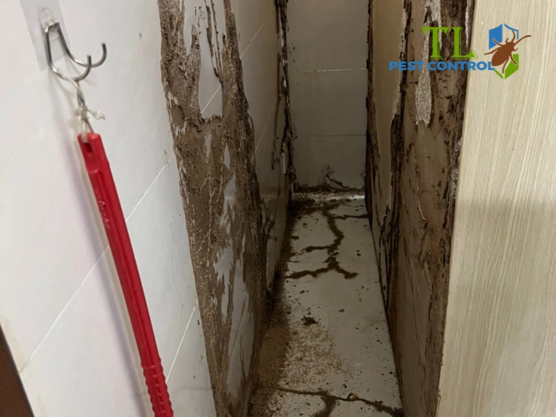 mối sống ở đâu mối sống ở đâu