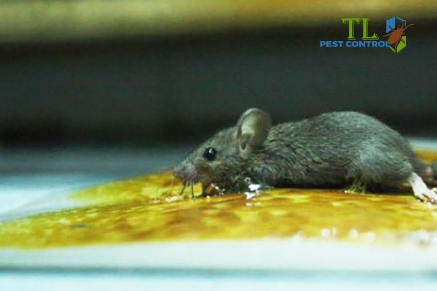 Bẫy keo tự chế từ dầu ăn và bột mì