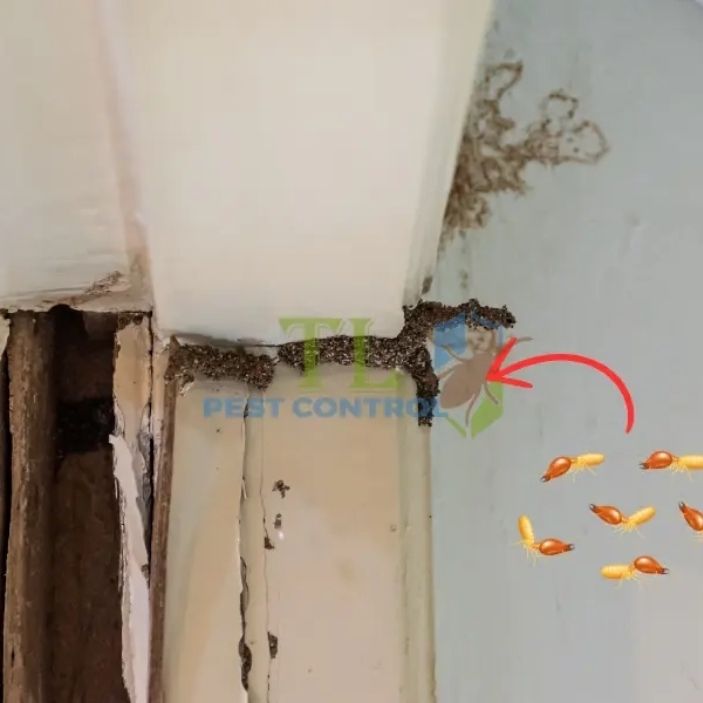 Diệt Mối Nhà Dân