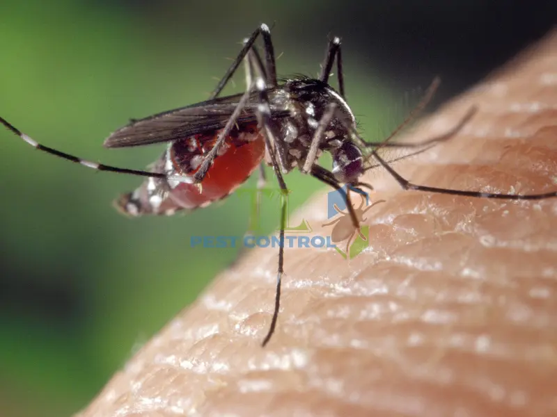 tuổi thọ của muỗi