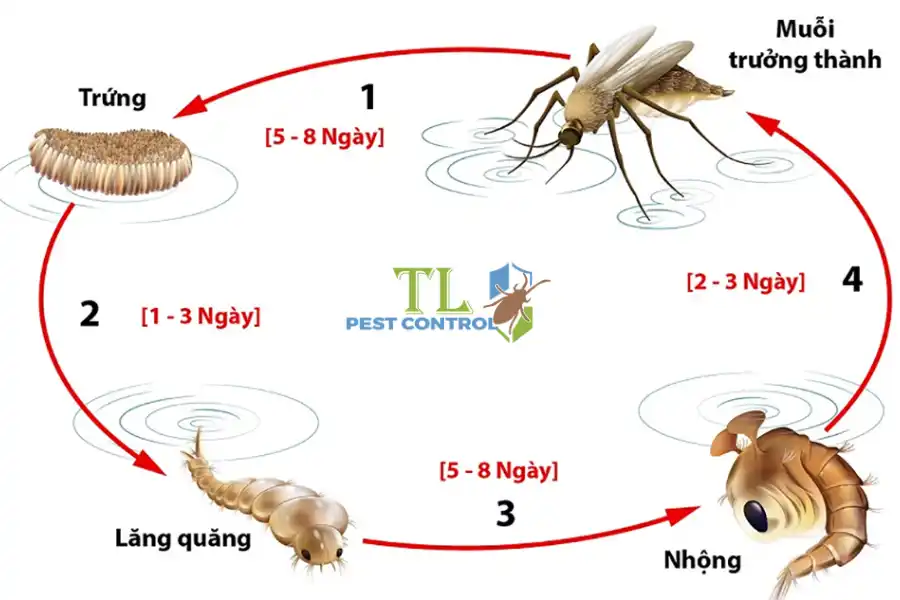 Tuổi Thọ Của Muỗi Sống Được Bao Lâu Và Vì Sao Chúng Nguy Hiểm?