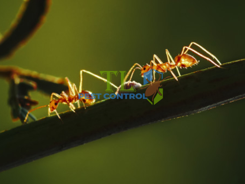 Lưu ý quan trọng khi diệt kiến lửa trên cây