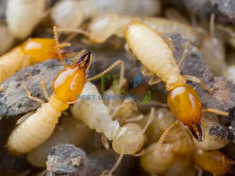 Tác hại của mối