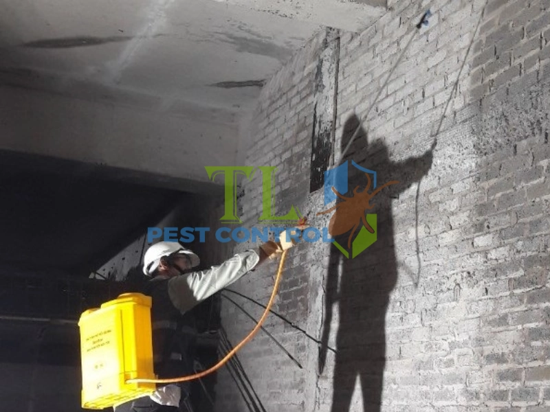 diệt mối cho công ty